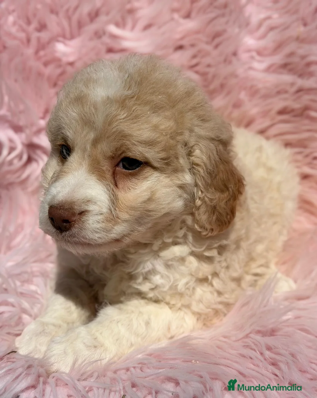 Perro de Agua Español perros en venta: PERRO DE AGUA ESPAÑOL DISPONIBLES - Anuncio 2