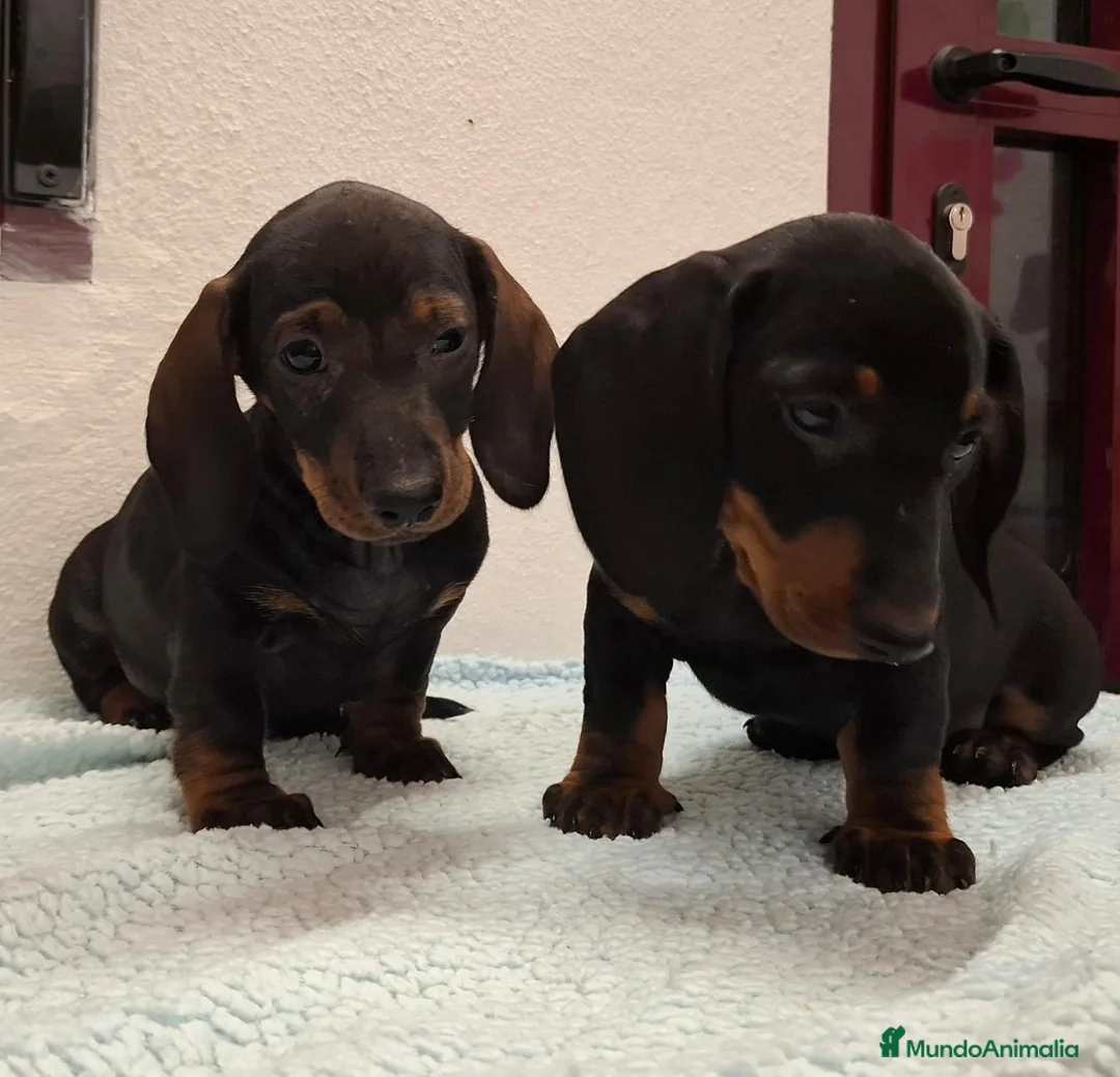 Teckel perros en venta: Teckel - Anuncio 13