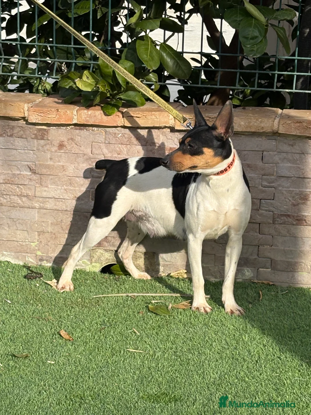 Gos Rater Valencià perros en venta: Cachorros ratonero valenciano gran calidad  - Anuncio 4