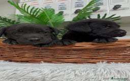 Labrador Retriever perros en venta: LABRADOR MACHO - Imagen 8