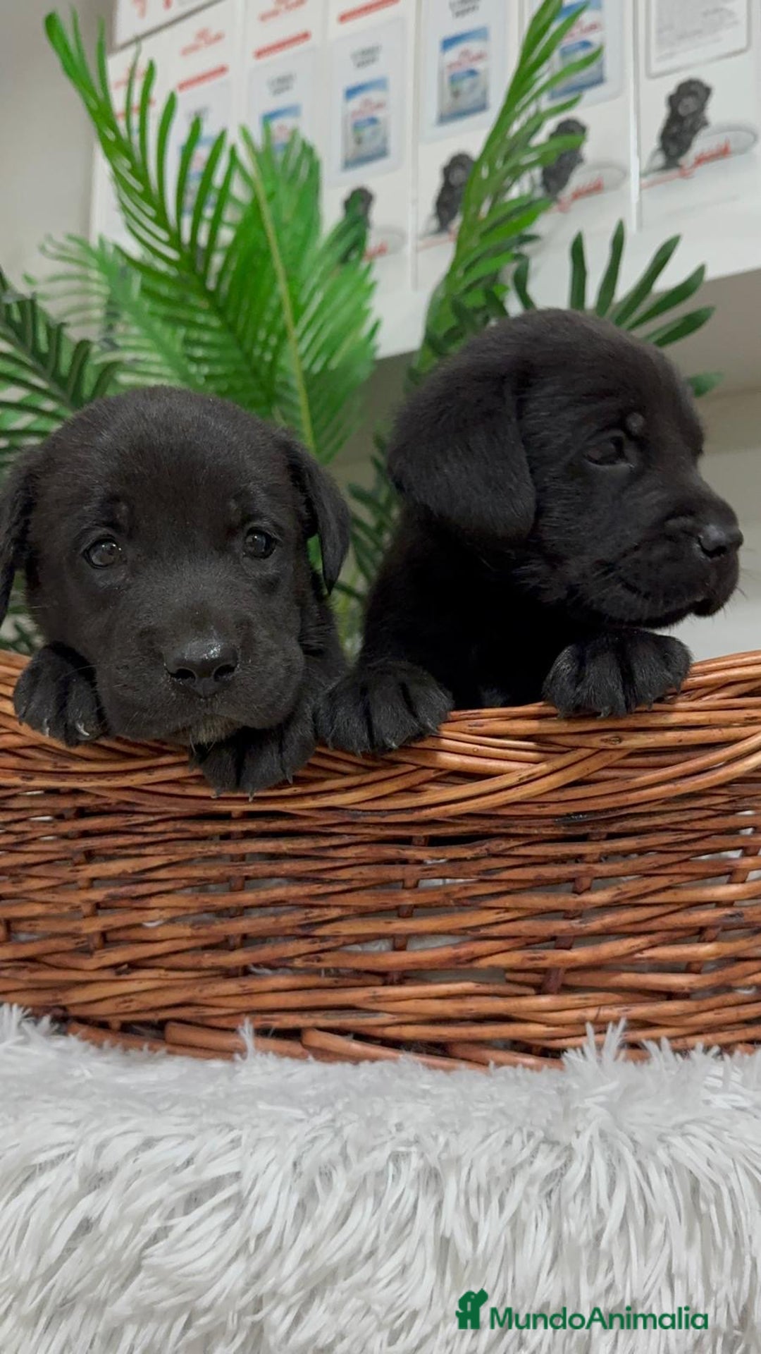 Labrador Retriever perros en venta: LABRADOR MACHO - Imagen 8