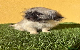 Pekinés perros en venta: Hembra de Pekines Imperial  - Imagen 4