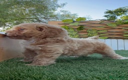 Caniche Toy perros en venta: CANICHE TOY MACHO - Imagen 17