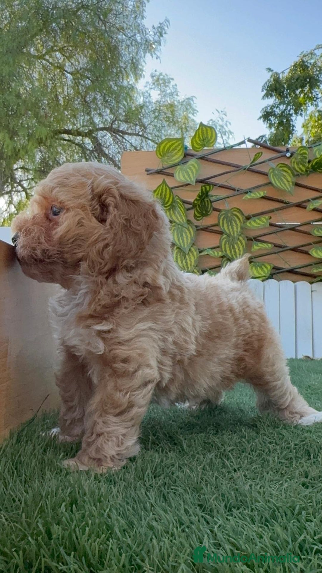 Caniche Toy perros en venta: CANICHE TOY MACHO - Imagen 17