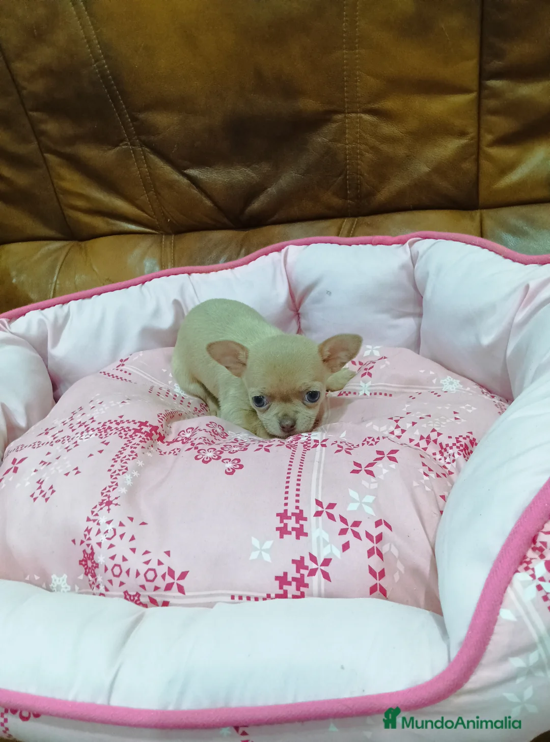 Chihuahua perros en venta: CHIHUAHUA toy  - Anuncio 5