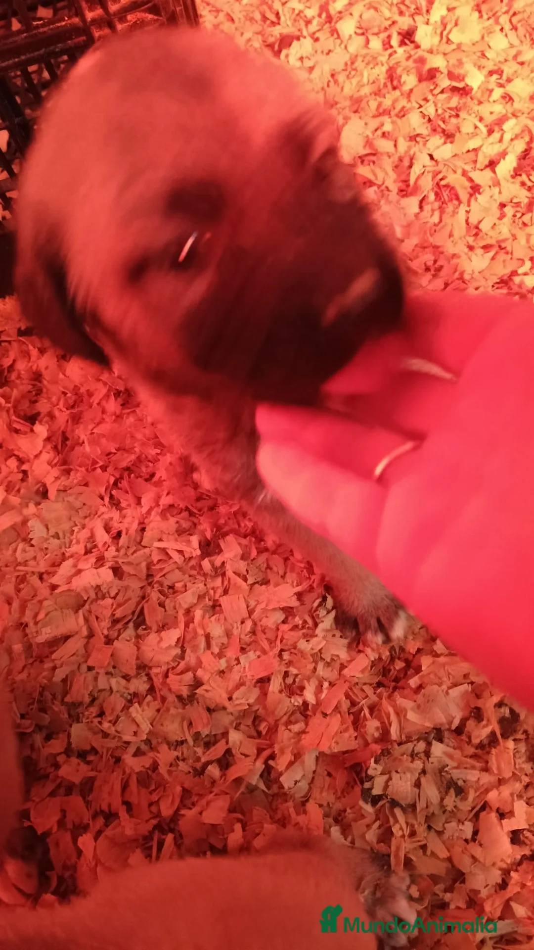 Mastín Español perros en venta: Hembra mastín  - Anuncio 4