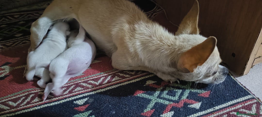 Chihuahua perros en venta: Chihuahua - Imagen 8