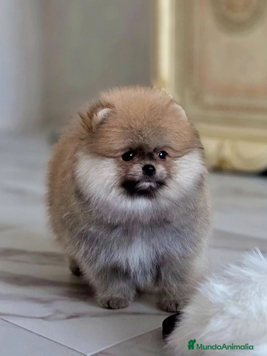 Pomerania perros en venta: Cachorros de Pomerania - Anuncio 8