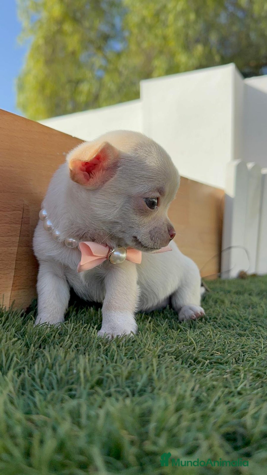 Chihuahua perros en venta: CHIHUAHUA HEMBRA - Anuncio 13