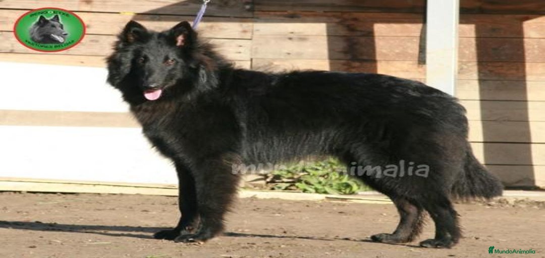 Imagen de galería {{count}}