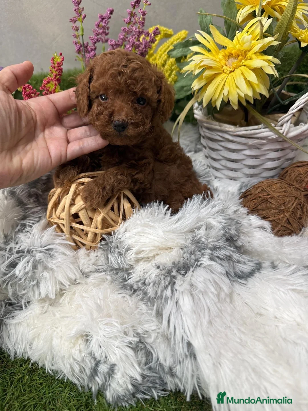 Caniche Toy perros en venta: Caniche Toy rojo hembra fotos actuales  - Anuncio 1