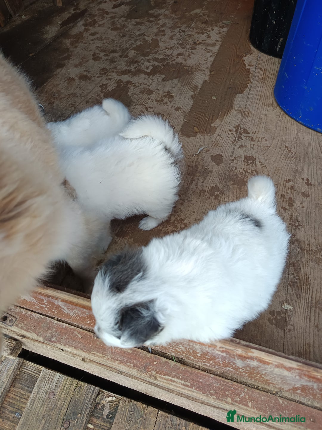 Pomerania perros en venta: Pomerania  - Anuncio 5