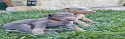 Dobermann perros en venta: Dóberman  - Anuncio 7