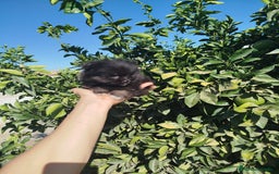 Pomerania perros en venta: Lulú de pomerania toy  - Imagen 2
