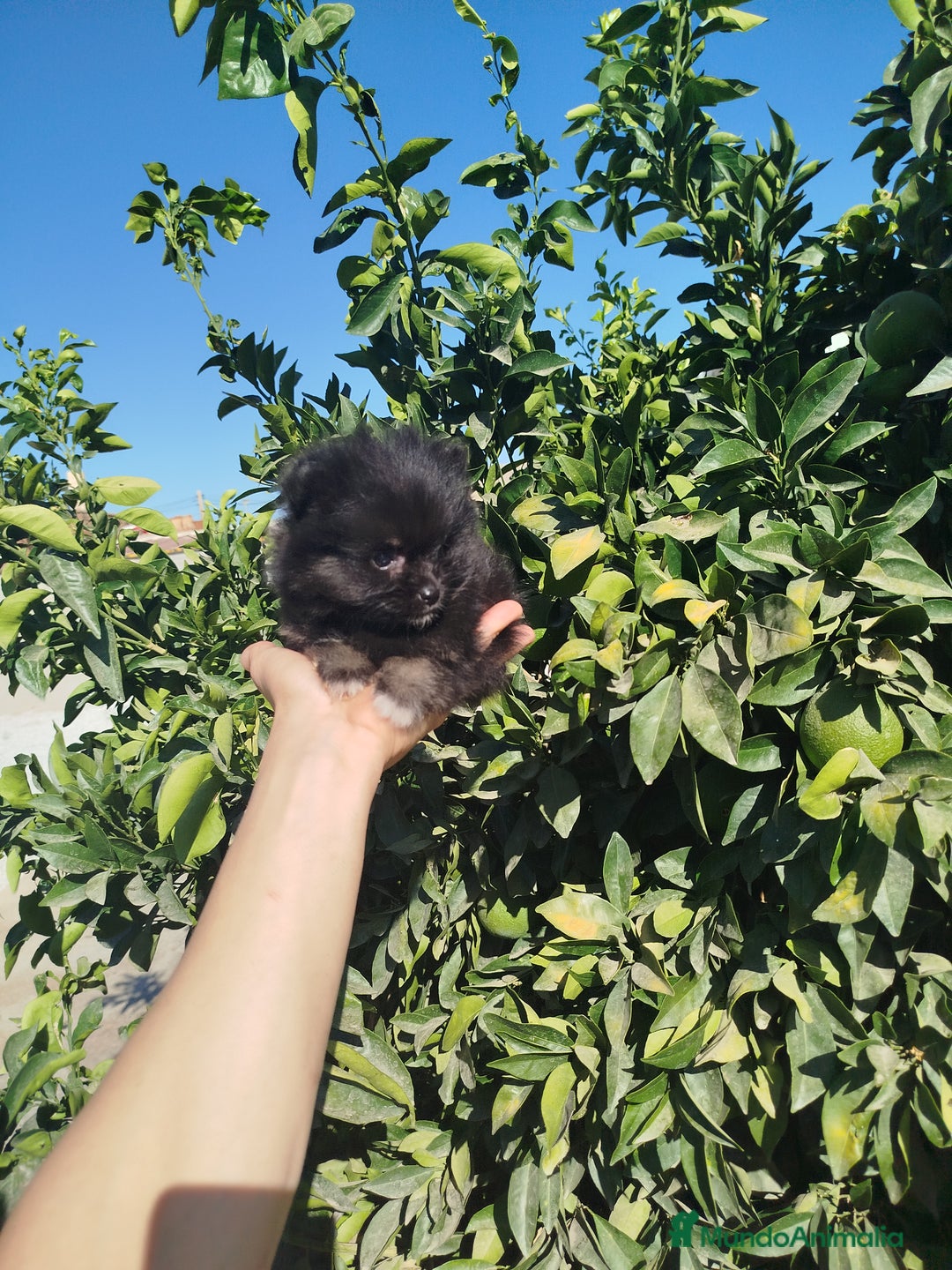 Pomerania perros en venta: Lulú de pomerania toy  - Imagen 2