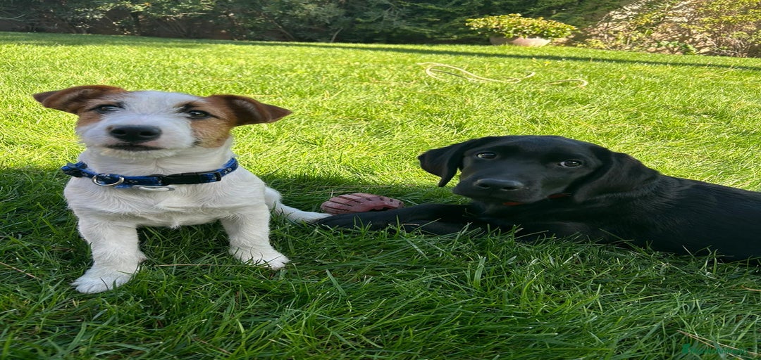 Imagen de galería {{count}}