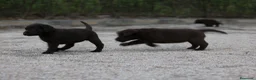 Labrador Retriever perros en venta: Preciosos cachorros de Labrador Retriever chocolat - Anuncio 11