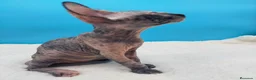 Sphynx gatos en venta: Preciosa hembrita sphynx  - Anuncio 7