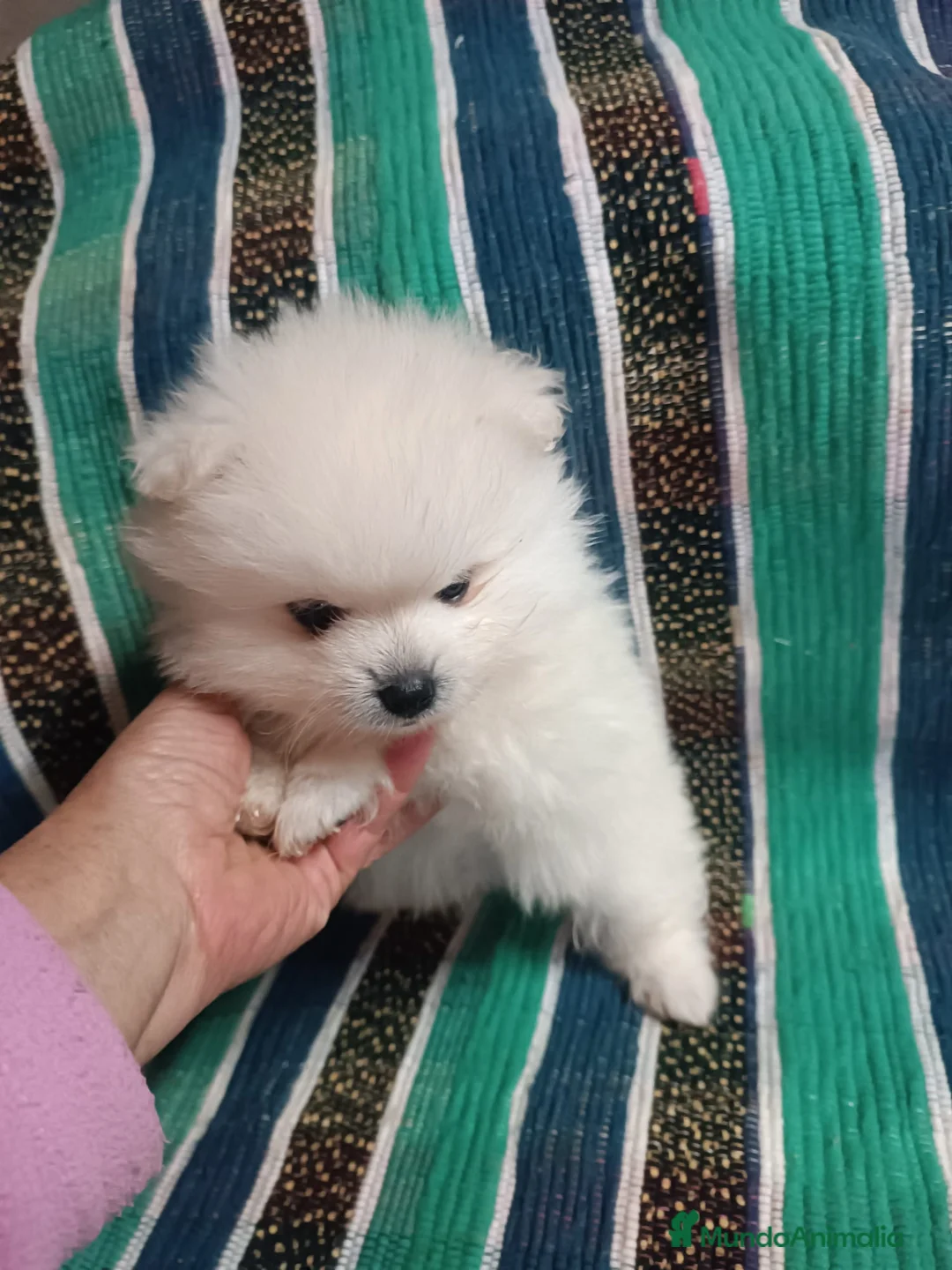 Pomerania perros en venta: MACHITO POMERANIA - Anuncio 1