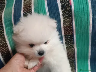 Pomerania perros MACHITO POMERANIA - Anuncio 2