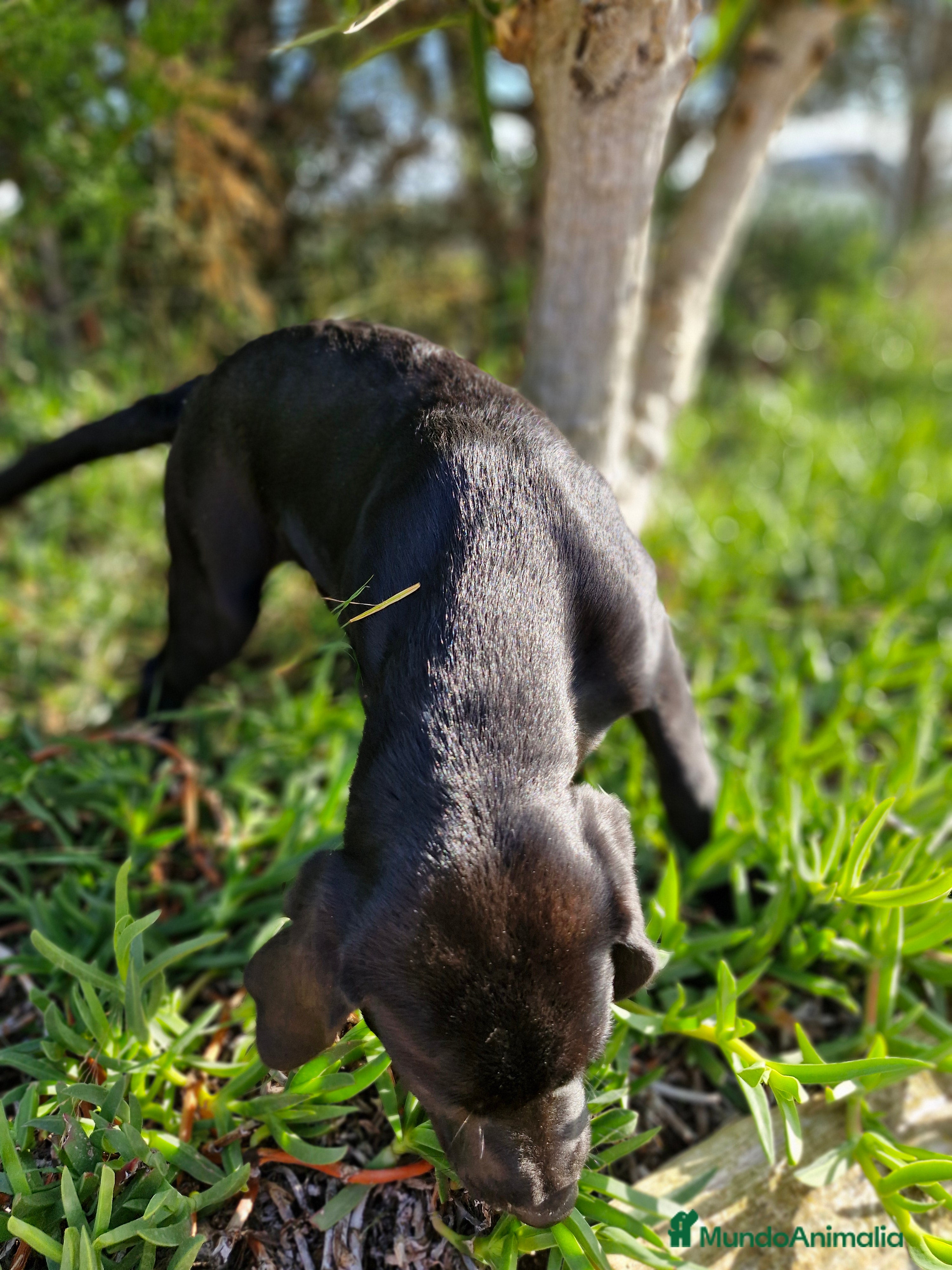 Labrador Retriever perros LABRADOR NEGRO  en Barcelona - Anuncio 32