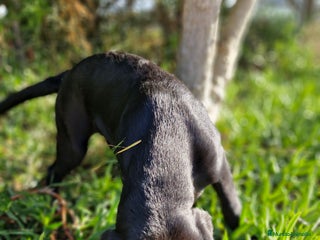 Labrador Retriever perros en Barcelona - Anuncio 21