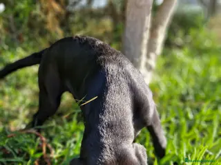 Labrador Retriever perros LABRADOR NEGRO en Barcelona - Anuncio 2