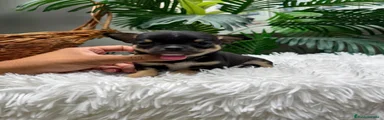 Chihuahua 1