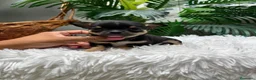 Chihuahua perros en venta: CHIHUAHUA 💙 - Anuncio 10