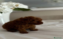 Caniche Toy perros en venta: Camada Caniche Toy, rojo intenso - Imagen 3