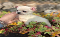 Chihuahua perros en venta: Chihuahua toy pelo corto!!! - Anuncio 2