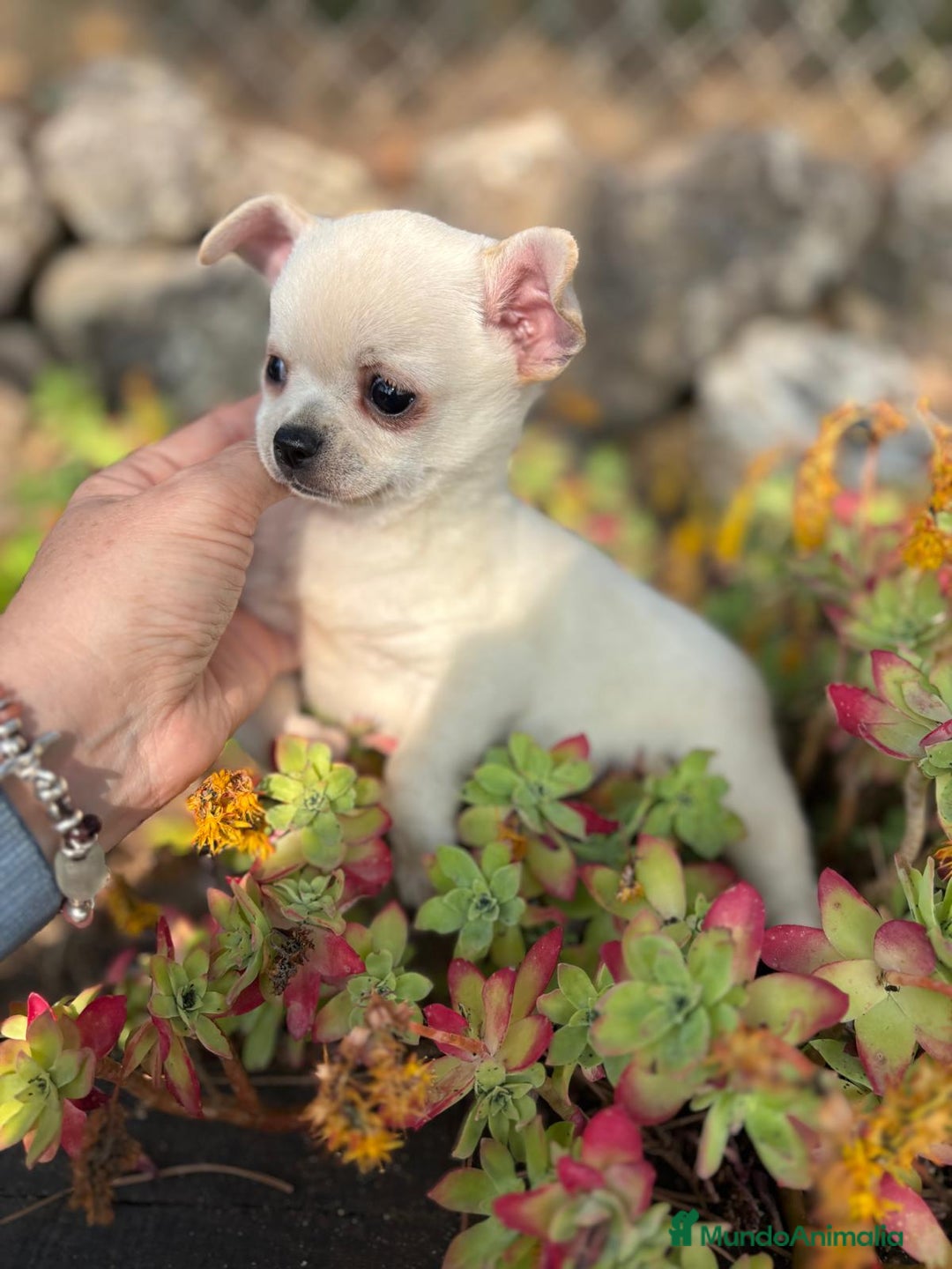 Chihuahua perros en venta: Chihuahua toy pelo corto!!! - Anuncio 2