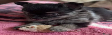 Pomchi 2
