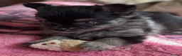 Pomchi perros en venta: Pomchi - Anuncio 3