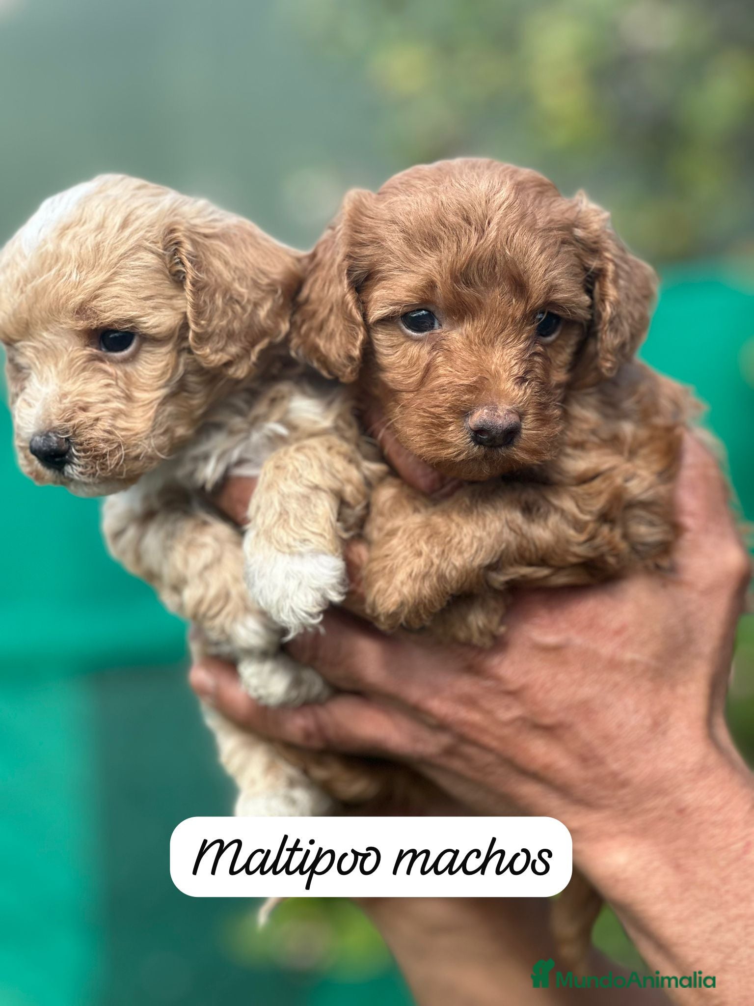 Maltipoo perros Maltipoo machos  - Anuncio 1