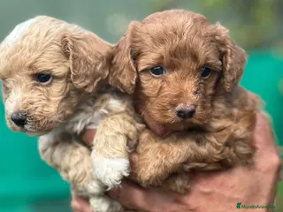 Maltipoo perros Maltipoo machos - Anuncio 1