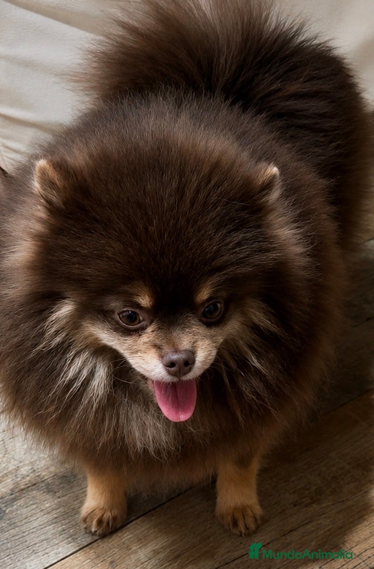 Pomerania perros 💜✨ Precioso Lilac&tan para montas ✨💜 - Anuncio 18