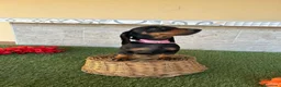 Teckel perros en venta: Fabulosos TECKEL NEGRO FUEGO  - Anuncio 5