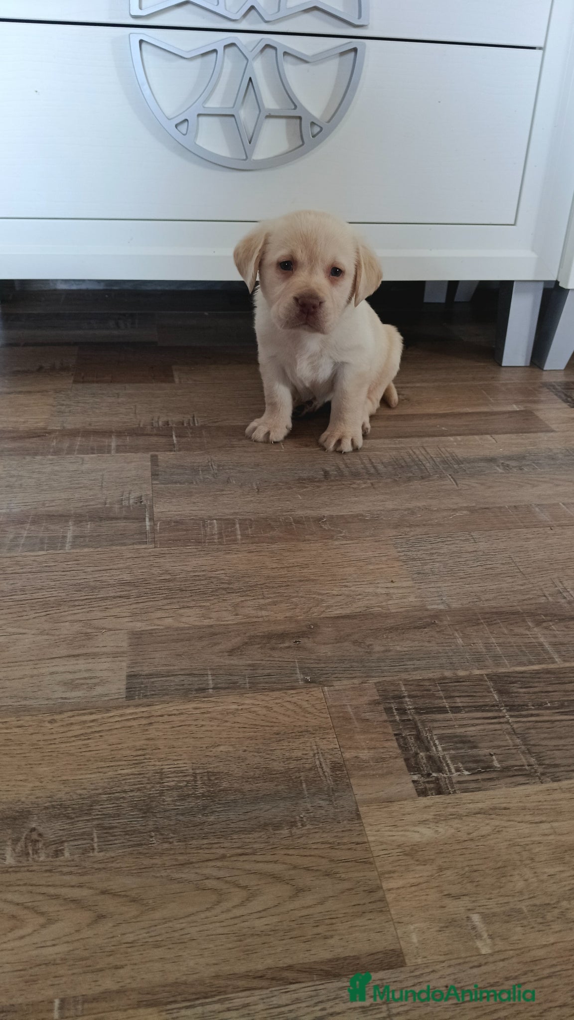 Labrador Retriever perros Espectacular labradores dorados🐶🐾 - Anuncio 12