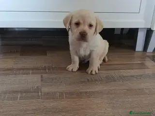 Labrador Retriever perros Espectacular labradores dorados🐶🐾 - Anuncio 21