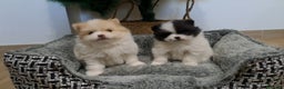 Pomerania perros en venta: Cachorritos de Pomerania  - Anuncio 3