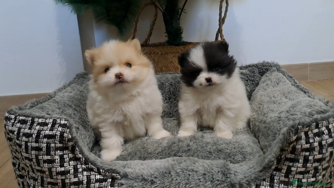 Pomerania perros en venta: Cachorritos de Pomerania  - Anuncio 3