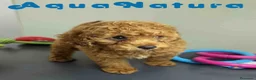 Caniche Toy perros en venta: Caniche Macho 1918 AQUANATURA - Anuncio 4