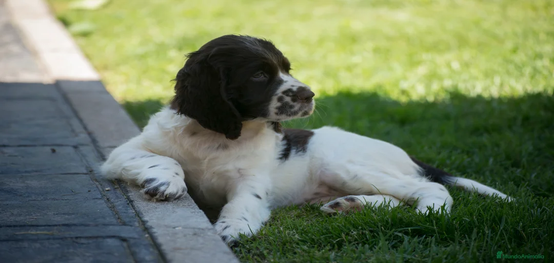 Imagen de galería {{count}}