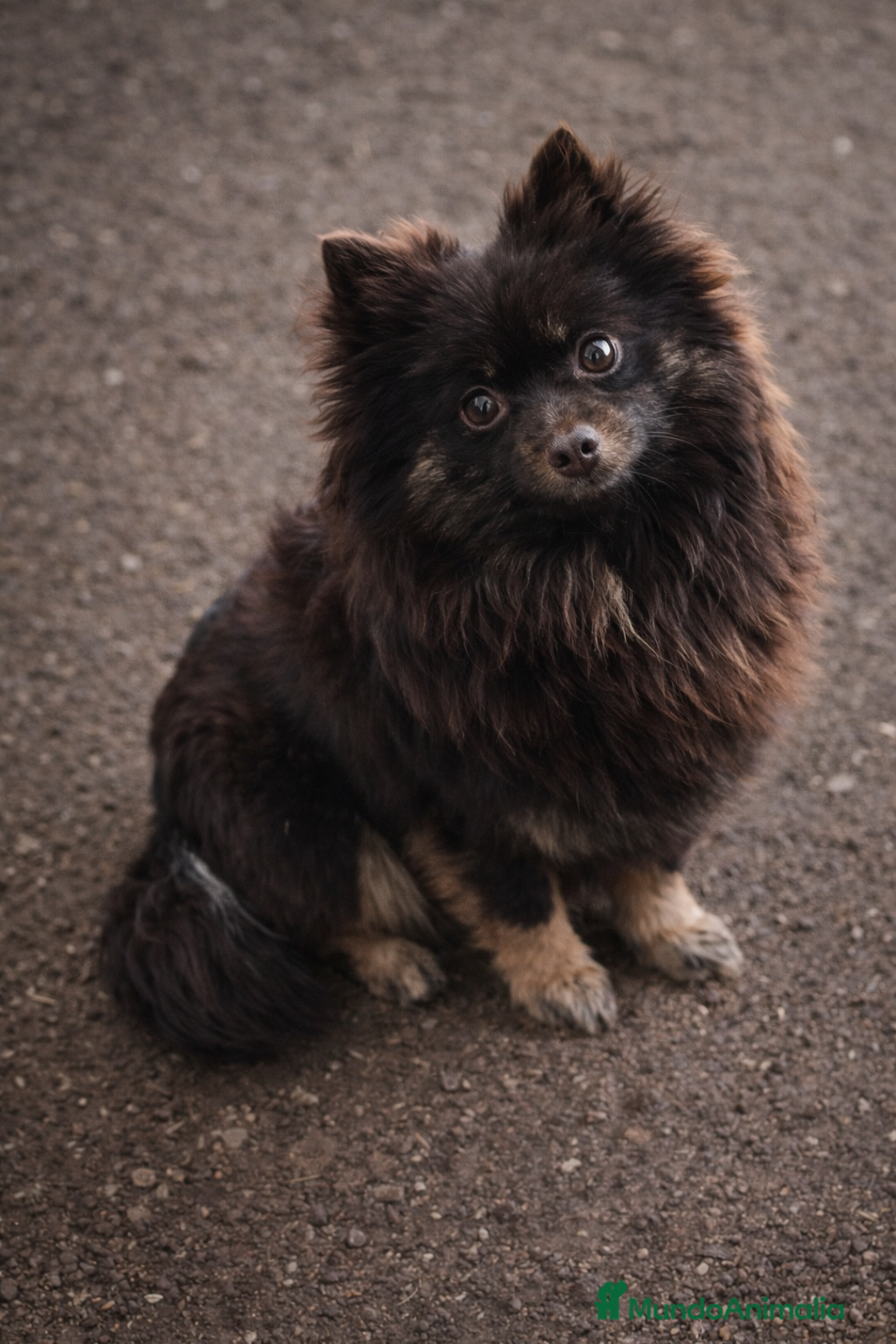 Pomerania perros Pomerania Black & Tan — Macho y Hembra” - Anuncio 2