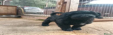 Labradoodle 1