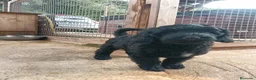 Labradoodle perros en venta: Hermosos cachorros standard - Anuncio 3