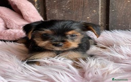 Yorkshire Terrier perros en venta: Yorkshire  - Imagen 11