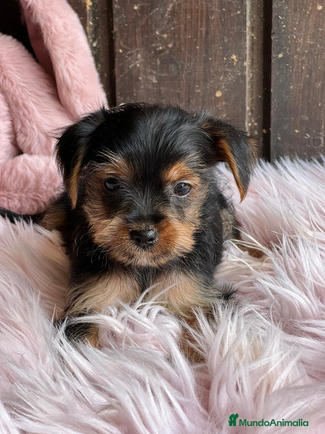 Yorkshire Terrier perros en venta: Yorkshire  - Imagen 11