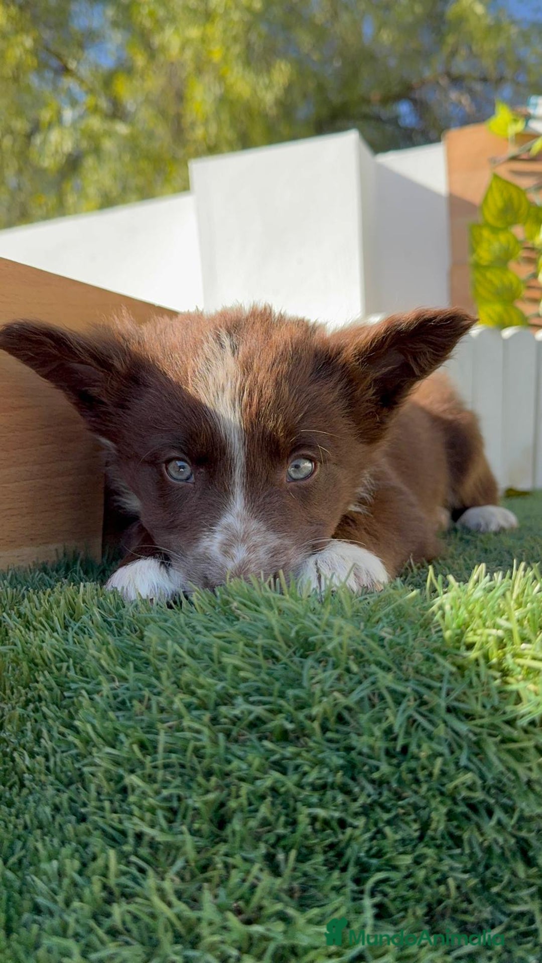 Border Collie perros en venta: BORDER COLLIE MACHO - Anuncio 12